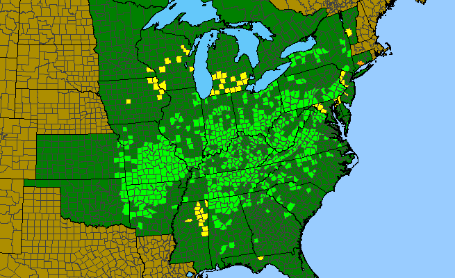 The range of Cubelium concolor